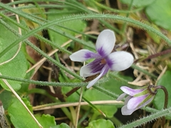 Viola hederacea