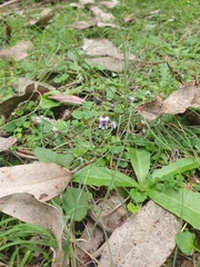 Viola hederacea