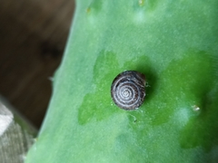 Gastrodontidae