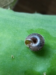 Gastrodontidae