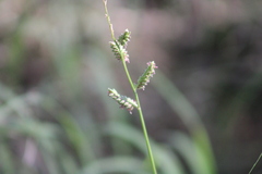 Echinochloa colona