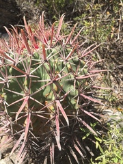 Ferocactus recurvus recurvus