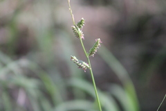 Echinochloa colona