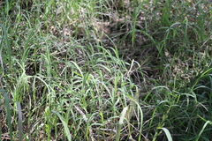 Echinochloa colona