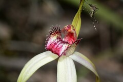 Caladenia fulva