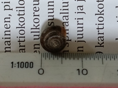 Gastrodontidae