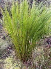 Baloskion tetraphyllum