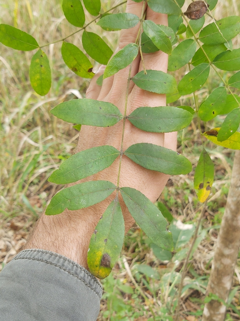 Commiphora serrata