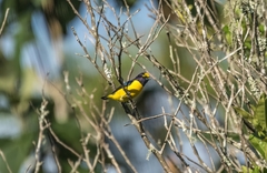 Euphonia affinis