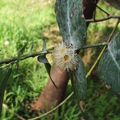 Eucalyptus crenulata