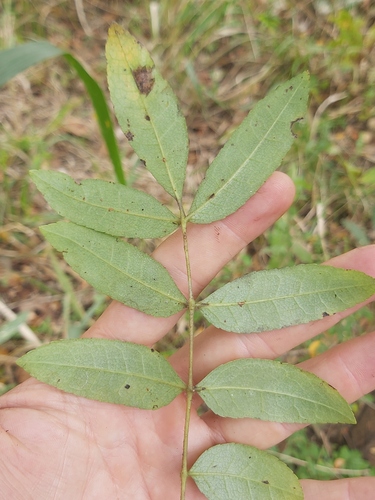 Commiphora serrata Engl. 2