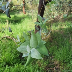 Eucalyptus crenulata