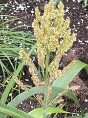 Sorghum