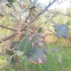 Eucalyptus crenulata