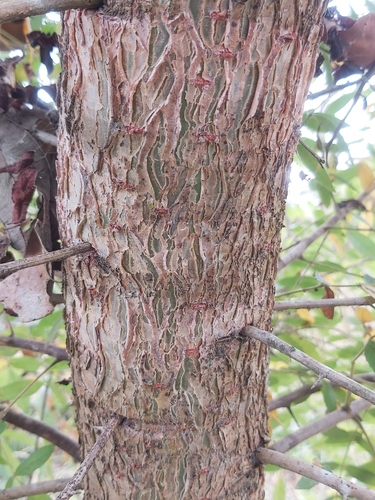 Commiphora serrata Engl. 4