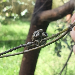 Eucalyptus crenulata