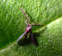 Drosicha