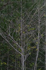 Afrocanthium mundianum