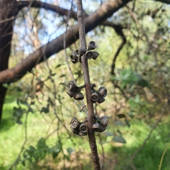 Eucalyptus crenulata