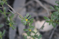Gentianales