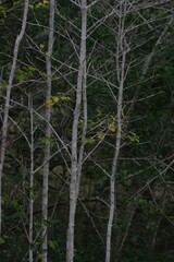 Afrocanthium mundianum
