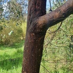 Eucalyptus crenulata