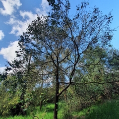 Eucalyptus crenulata