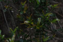 Ochna arborea