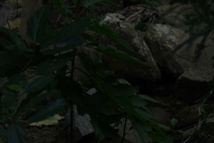 Solanum chrysotrichum