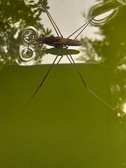 Limnometra