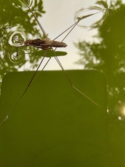 Limnometra