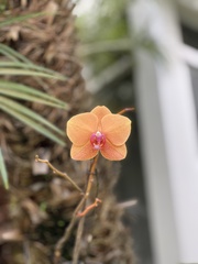 Phalaenopsis