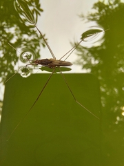 Limnometra