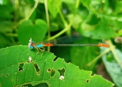 Ceriagrion cerinorubellum