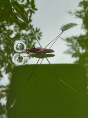 Limnometra