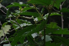 Solanum chrysotrichum