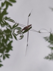 Limnometra
