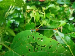 Ceriagrion cerinorubellum
