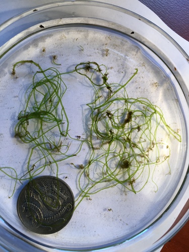 Ulva flexuosa