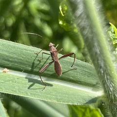 Riptortus linearis