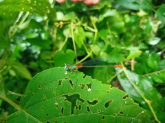 Ceriagrion cerinorubellum