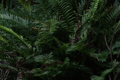 Blechnum