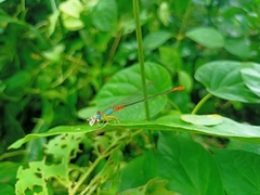 Ceriagrion cerinorubellum