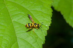 Pachodynerus cubensis