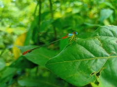Ceriagrion cerinorubellum