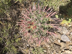 Ferocactus recurvus recurvus