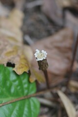 Gerbera cordata
