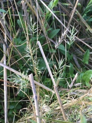 Anthoxanthum aristatum