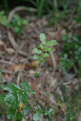 Hippobromus pauciflorus