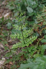 Cheilanthes viridis